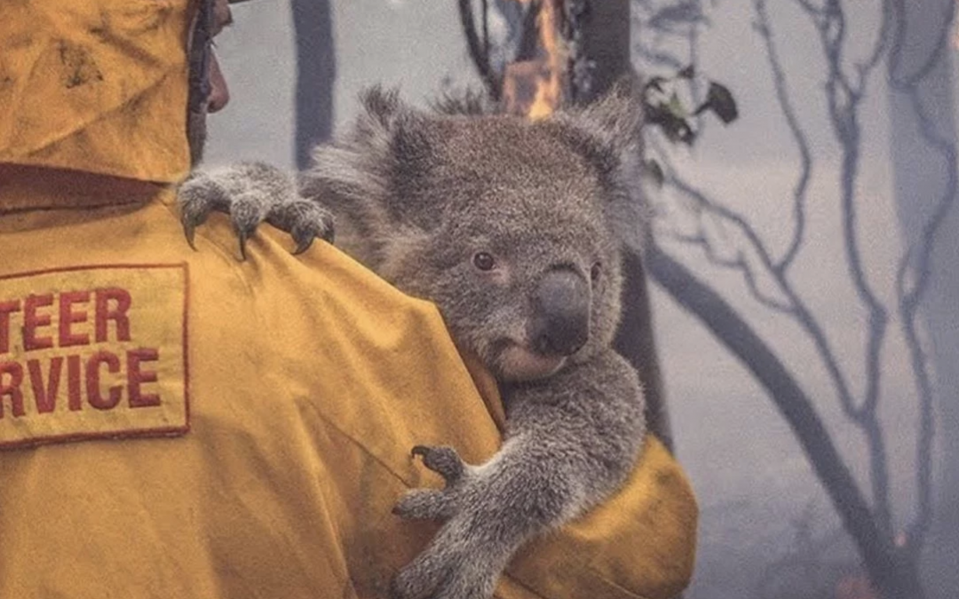 Australian Bushfire Relief