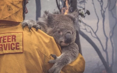 Australian Bushfire Relief